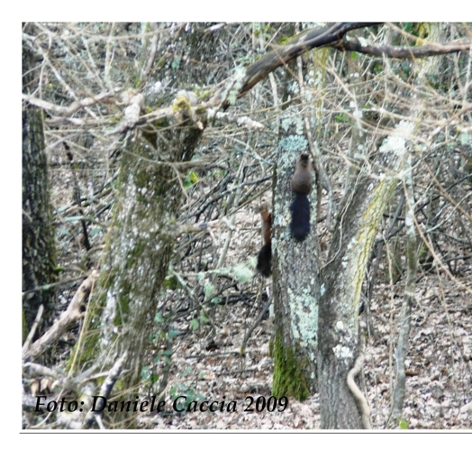 Scoiattolo grigio, Sciurus carolinensis. Umbria